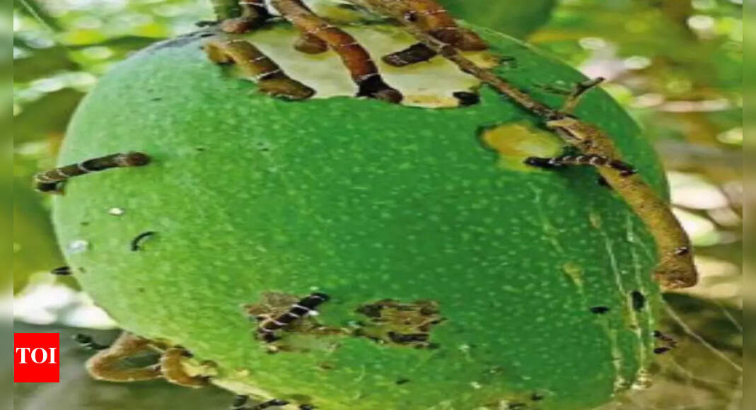 Uttar Pradesh Mangoes Weather woes may slash UP mango yield by 40