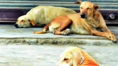 Stray dogs maul to death 5-yr-old girl
