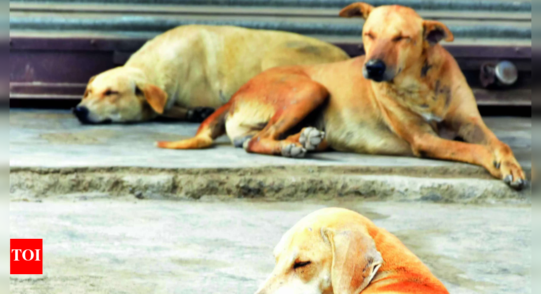 Stray dogs maul to death 5-yr-old girl | Agra News - Times of India