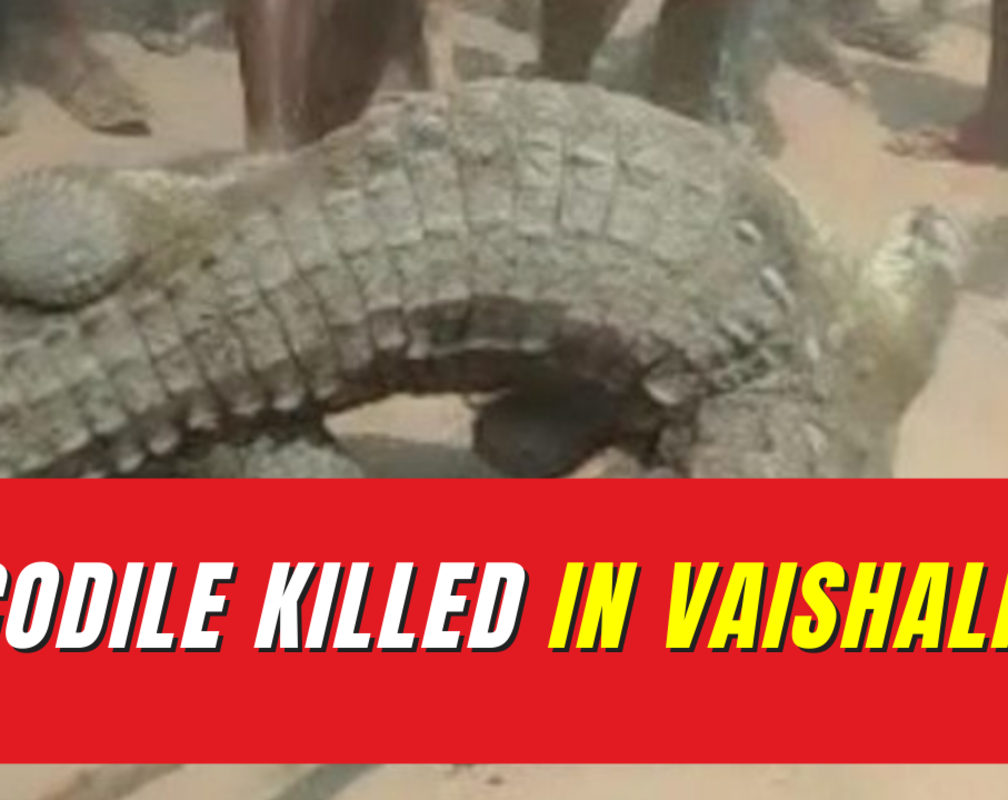 
Bihar: Crocodile reported killed in Vaishali, action to be taken under Wildlife Protection Act
