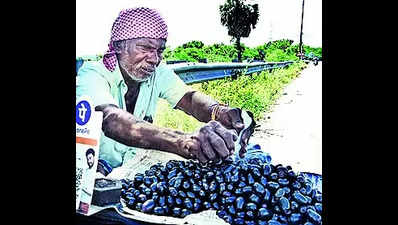 Jamun fruit season begins but country variety to remain scarce