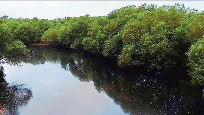 Lokayukta registers case against Mangaluru City Corporation over river pollution
