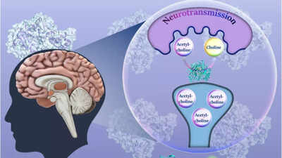 IISc develops fluorogenic probe to detect enzyme linked to early stage of Alzheimer’s