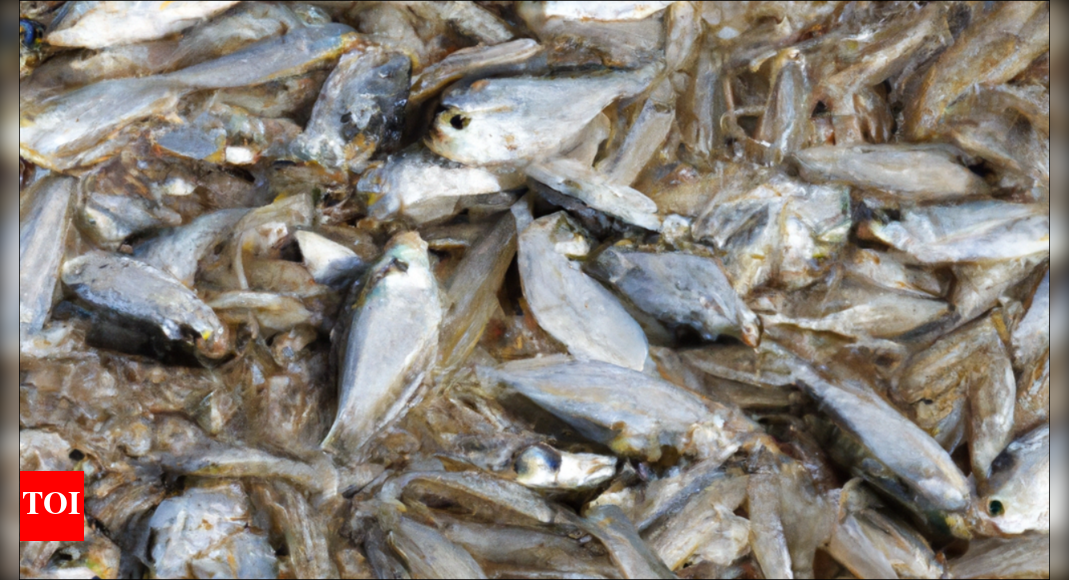 Record high temperature in Texas leads to massive fish kills; beach