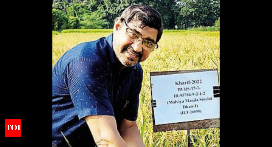 Bhu: Pak farmer contacts BHU scientist for advance variety of paddy seeds | Varanasi News - Vimarsana News