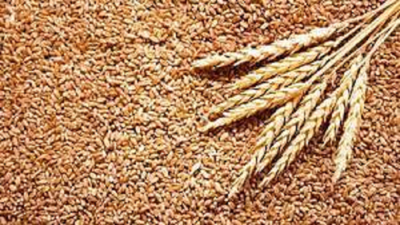 At 46%, Pb tops in wheat contribution