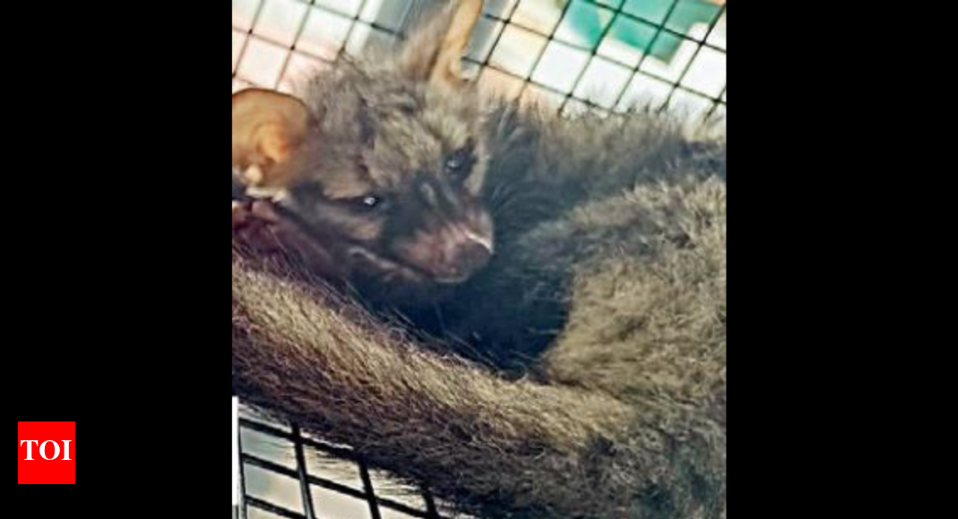 Asian Palm Civets Give City Residents Sleepless Nights Kochi News Times of India