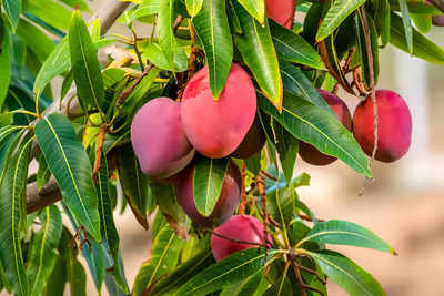 Kolkata, meet mango royalty from Bengal’s orchards