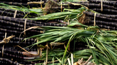 UP cane production rises by 9%