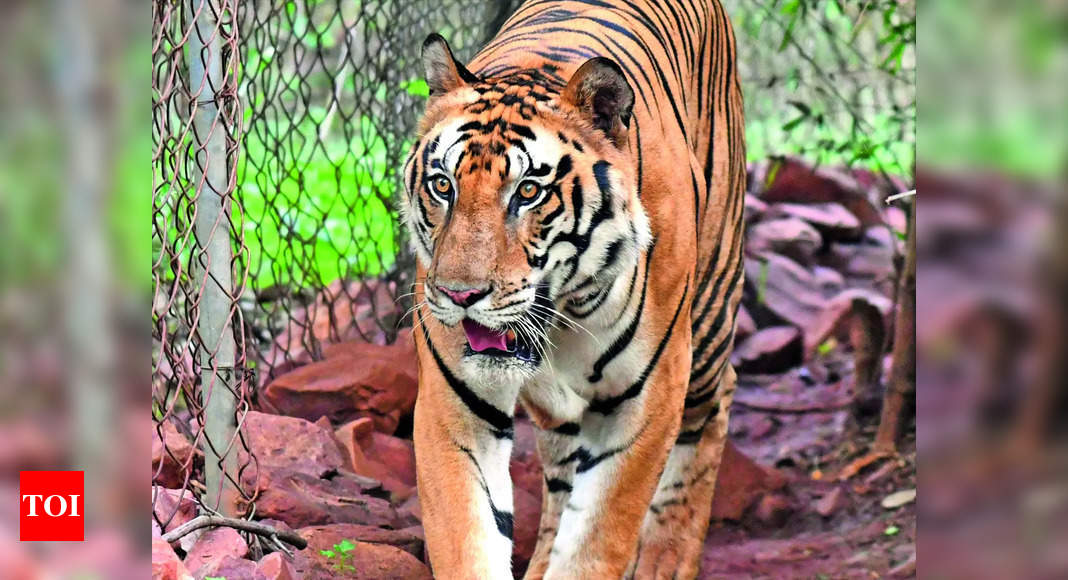 Mp Govt To Club Nauradehi & Durgavati Sanctuaries To Create State's 7th  Tiger Reserve