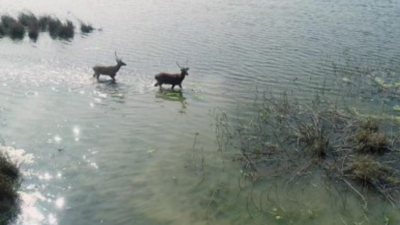 Alarming decline in swamp deer population prompts UP govt to initiate conservation project