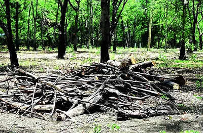 2nd nod for trees to be cut at Neeri for Metro parking plaza