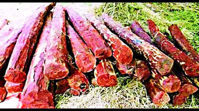 HC calls for SIT to probe delay in red sanders cases