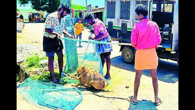 35 stray dogs netted on Day 1 of special drive