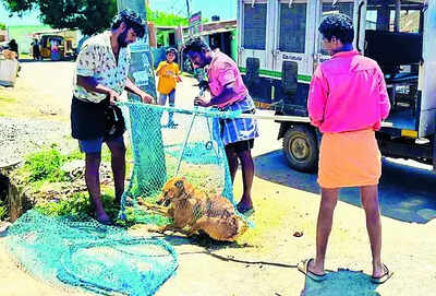 35 stray dogs netted on Day 1 of special drive