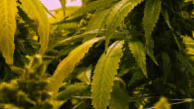 ‘Cannabis, opioids usage is 4k tonnes’