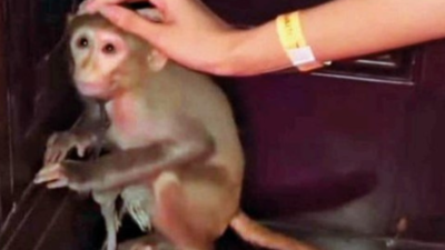 Theme party horror: Probe into use of chained monkeys