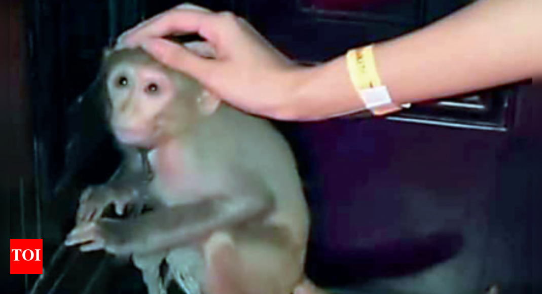 Monkeys in chains at theme party: Cruelty case against nightclub in Kolkata | Kolkata News - Vimarsana News