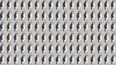 Optical illusion: Find the odd penguin in this colony in 10 seconds