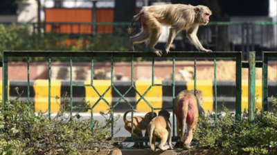 Why Delhi can't get monkey off its back: Faulty approach and lack of will to blame
