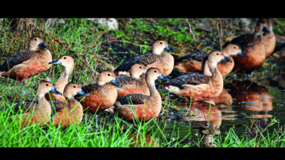 Non-seasonal birds swarm Pallikaranai