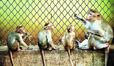 Zoo inmates to bid goodbye soon