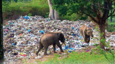 Killing wildlife: One plastic bag at a time