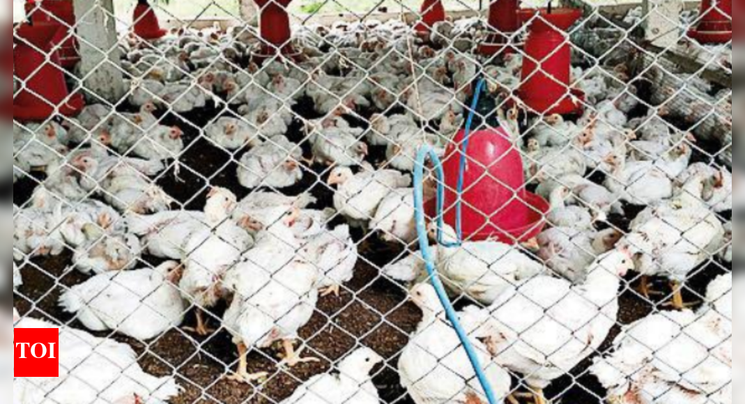Amul Dairy Taps Fast-growing Poultry Sector; To Roll Out Fish Feed, Pet ...