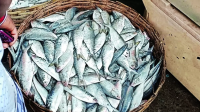First hilsa catch this season yields only banned khoka ilish