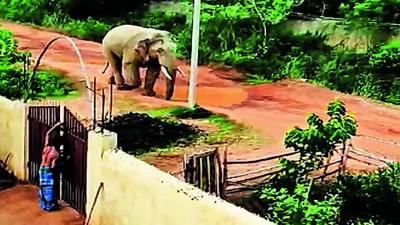 3 elephants stray into Sikharchandi
