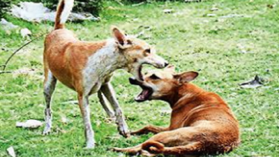 1 1-yr-old girl hurt in attack by stray dogs | Hyderabad News - Times ...