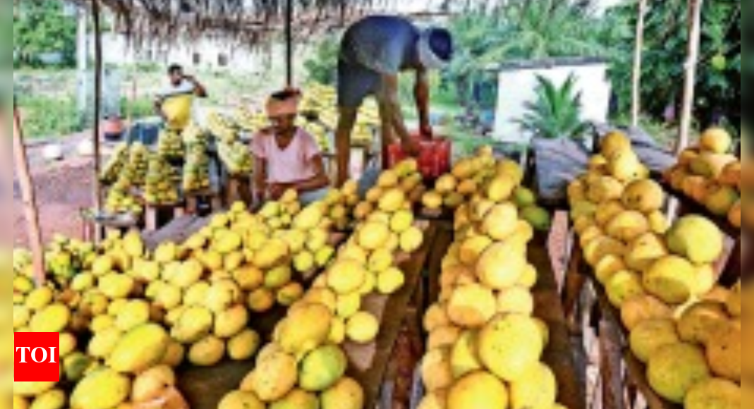Bittersweet Returns For Mango Farmers Of State Visakhapatnam News Times of India
