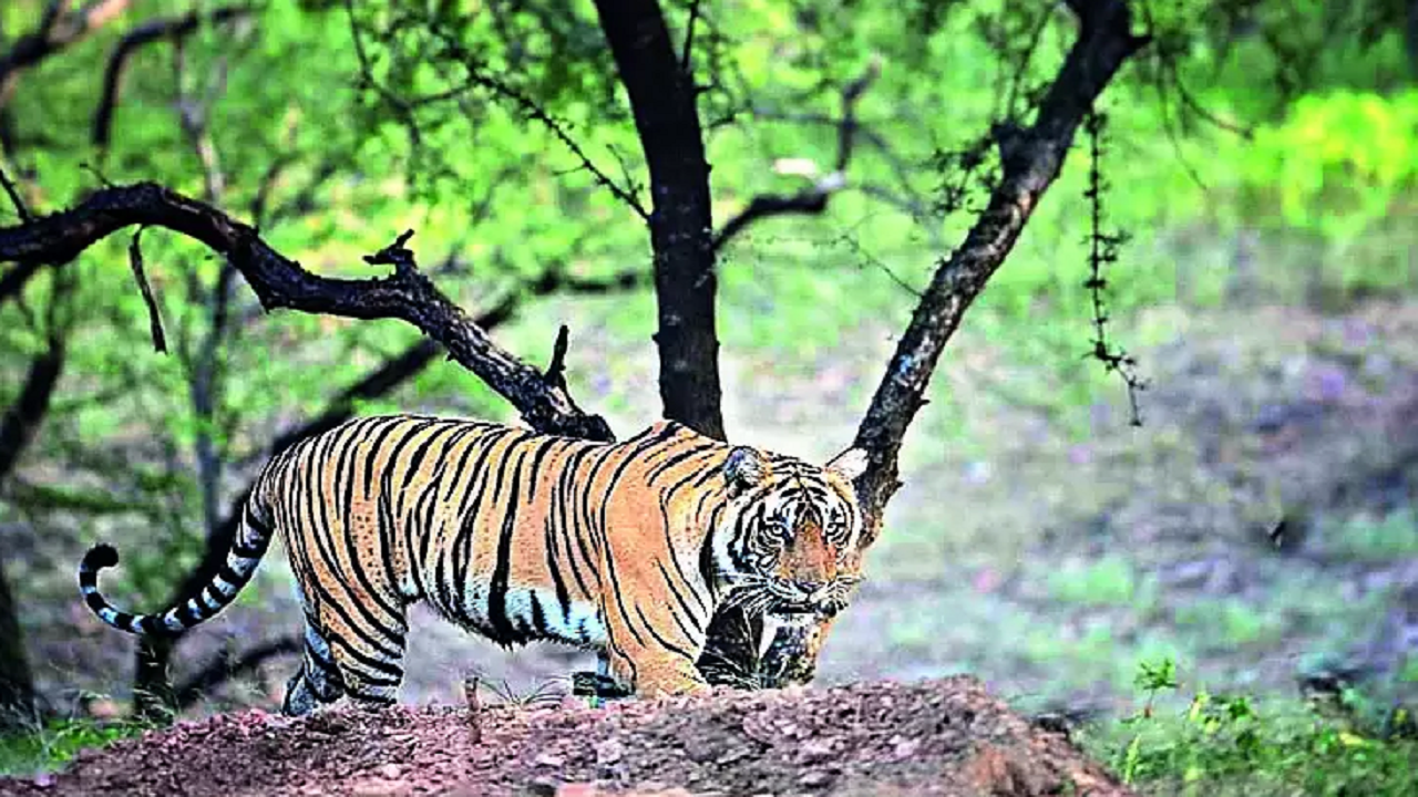 Wildlife Safari welcomes tiger cubs, Business