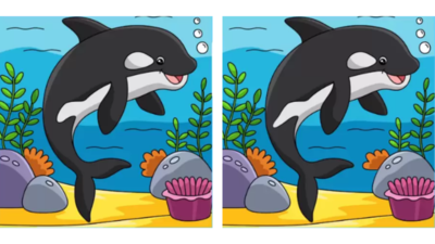 Spot the difference challenge: Find 3 differences in these identical looking dolphin images; you only have 10 seconds