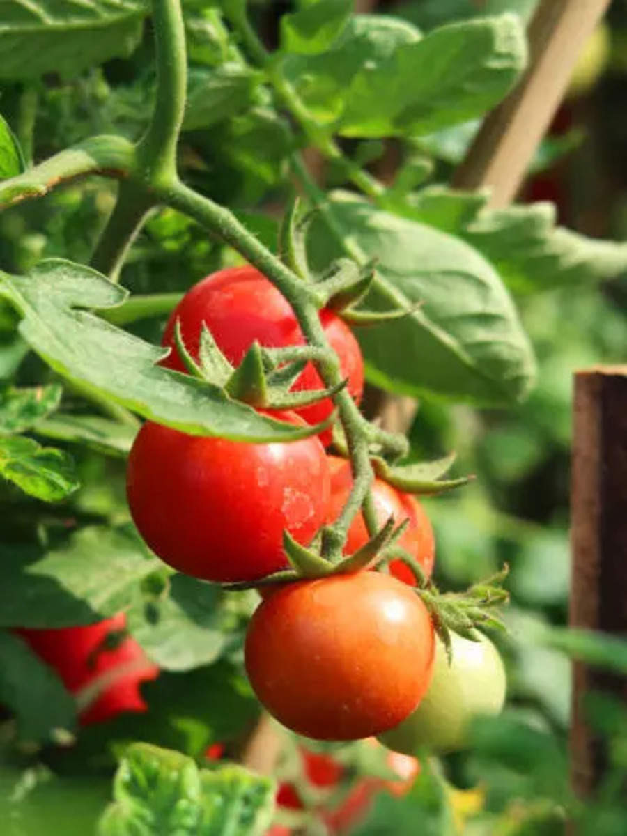 8-super-healthy-vegetables-you-can-easily-grow-at-home-times-now