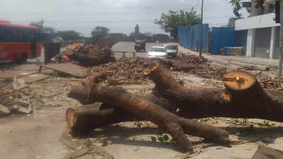 69 trees to be felled for Ghatkopar ROB project in Mumbai
