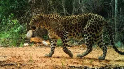 Leopard attacks three-year-old boy near Tirumala