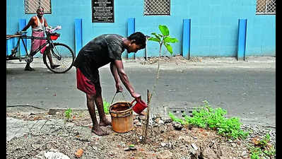 S Kol car cleaner plants banyan tree, shows the way