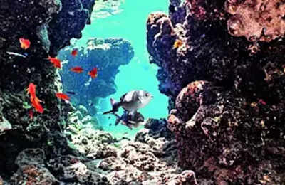 Artificial reefs to come up at 42 fishing villages