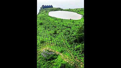Coconut husk helps enhance green cover at Pavagadh hills
