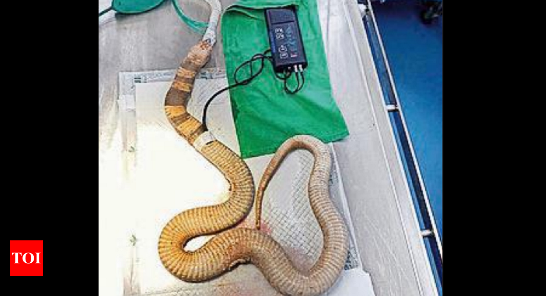 Karnataka: Cobra swallows plastic box, goes under scalpel