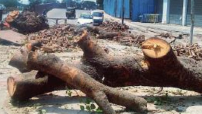50-yr-old peepal tree cut for ROB at Ghatkopar, 69 more to be axed