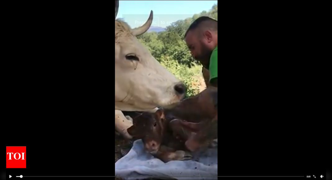 Heartwarming video goes viral: Cow expresses gratitude towards man who ...