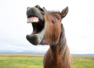 5 reasons why laughter is the best medicine