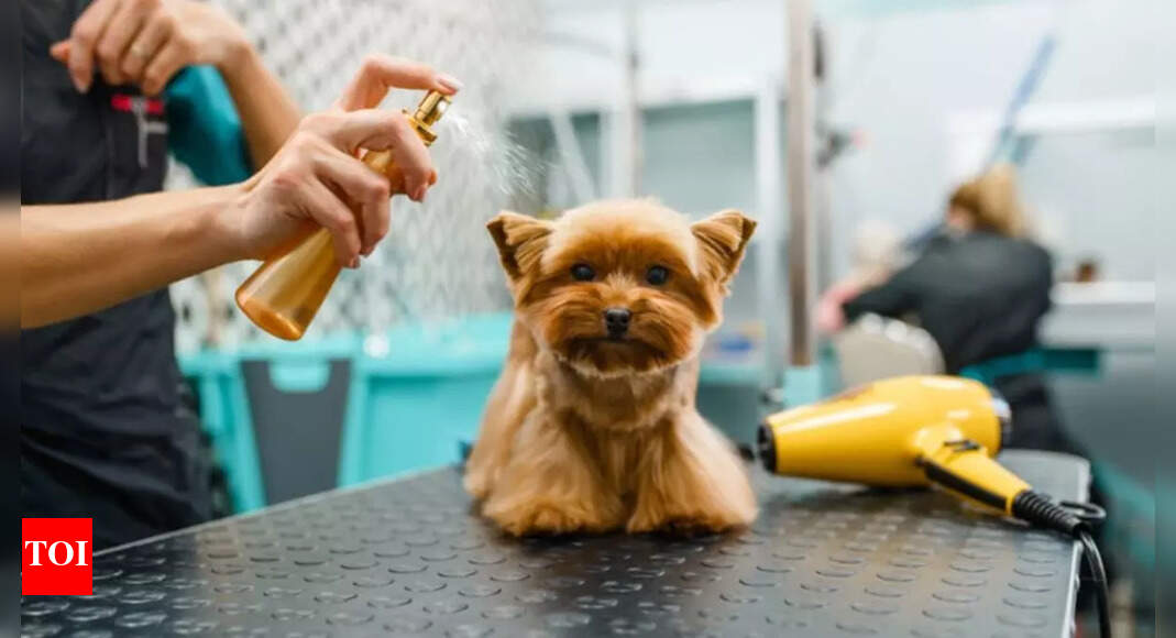 Dry shampoo for dogs Times of India