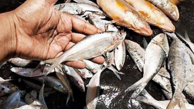 Despite ban, khoka ilish floods Kol mkts, nips traders' hope at onset of hilsa season