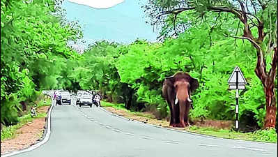 Injured tusker to be tranquilised today