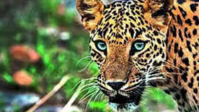Granny battles leopard, saves granddaughters