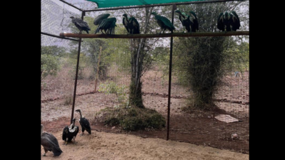 20 white-backed vultures from Haryana boost conservation efforts in Bhopal