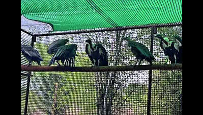 Van Vihar gets 20 white-backed vultures from Jatayu
